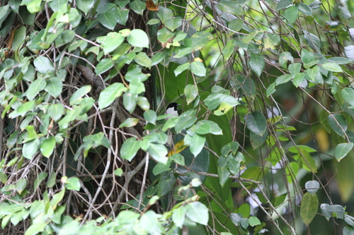 Buru Monarch (Symposiachrus loricatus), photo 6