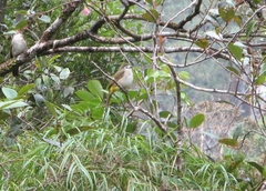 Pycnonotus flavescens leucops