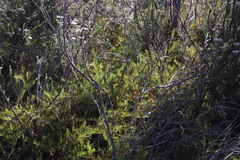 Diastella proteoides