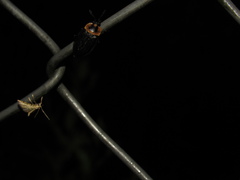 Oxelytrum discicolle