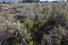 Diastella proteoides