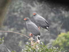 Buteogallus schistaceus