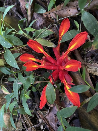 Etlingera coccinea (Etlingera coccinea)
