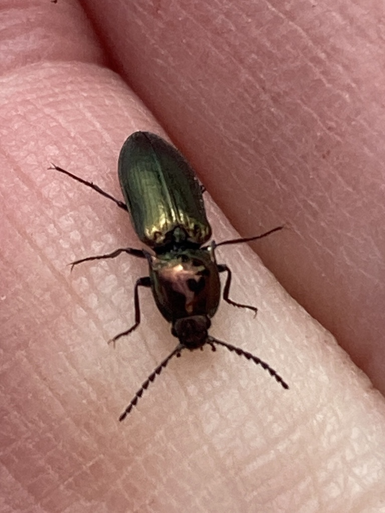 Nitidolimonius weidtii