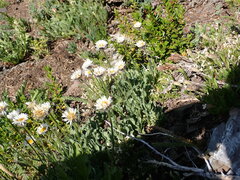 (c) elik03, some rights reserved (CC BY) Erigeron flettii, photograph (c) elik03, some rights reserved (CC BY)