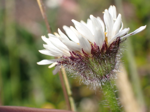 Erigeron flettii, photograph 4