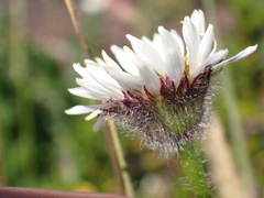 (c) elik03, some rights reserved (CC BY) Erigeron flettii, photograph (c) elik03, some rights reserved (CC BY)