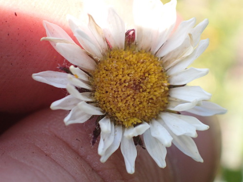 Erigeron flettii, photograph 6