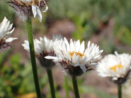 Erigeron flettii, photograph 3