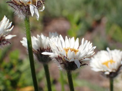 (c) elik03, some rights reserved (CC BY) Erigeron flettii, photograph (c) elik03, some rights reserved (CC BY)