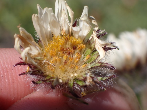 Erigeron flettii, photograph 5
