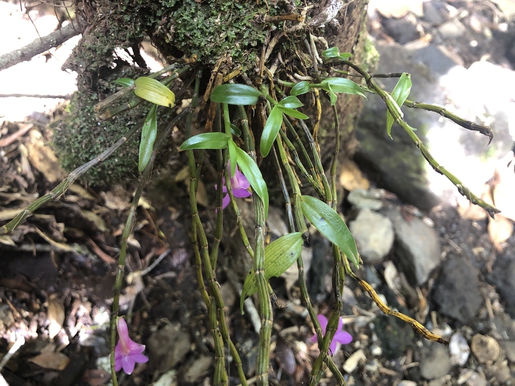 Dendrobium hasseltii (Blume) Lindl. 3