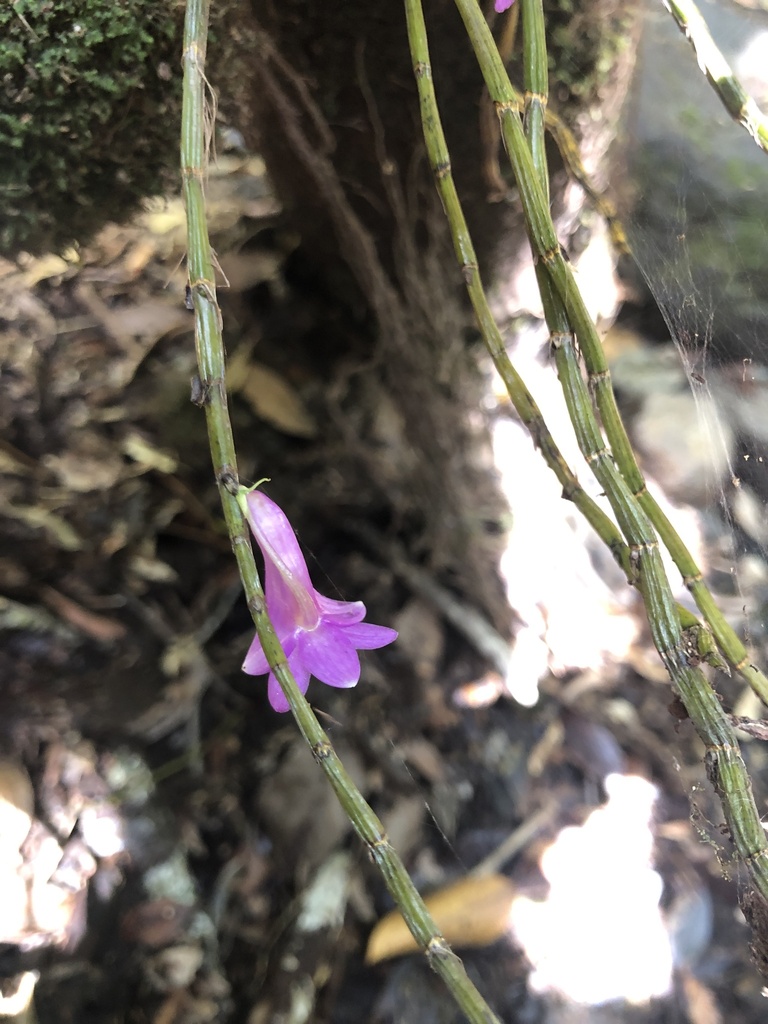 Dendrobium hasseltii (Blume) Lindl. 4
