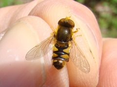 Parhelophilus obsoletus