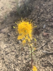 Cleomella platycarpa
