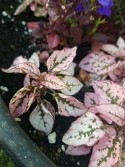 Magnoliopsida