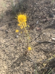 Cleomella platycarpa