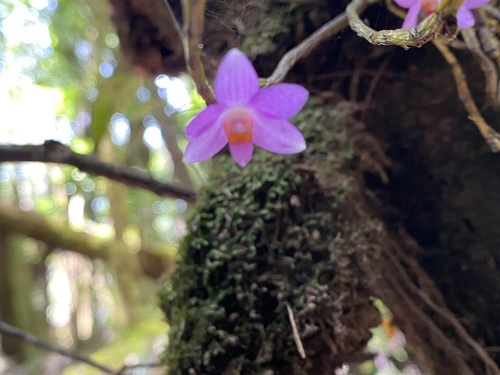 Image of Dendrobium hasseltii by (c) Katharine Khamhaengwong, some rights reserved (CC BY)