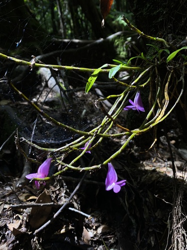 Image of Dendrobium hasseltii by (c) Katharine Khamhaengwong, some rights reserved (CC BY)