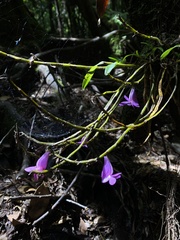 Dendrobium hasseltii, photograph (c) Katharine Khamhaengwong, some rights reserved (CC BY)