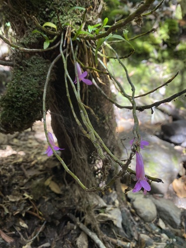 Image of Dendrobium hasseltii by (c) Katharine Khamhaengwong, some rights reserved (CC BY)