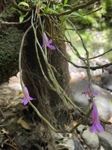 Image of Dendrobium hasseltii by (c) Katharine Khamhaengwong, some rights reserved (CC BY)