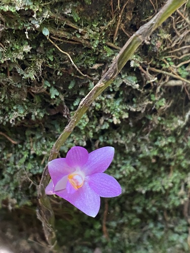 Image of Dendrobium hasseltii by (c) Katharine Khamhaengwong, some rights reserved (CC BY)