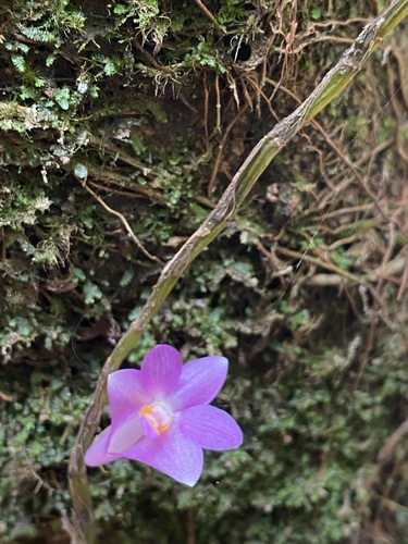 Image of Dendrobium hasseltii by (c) Katharine Khamhaengwong, some rights reserved (CC BY)