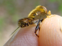 Parhelophilus obsoletus