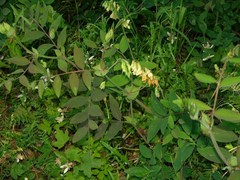Lathyrus vestitus ochropetalus