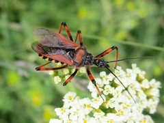 Rhynocoris iracundus