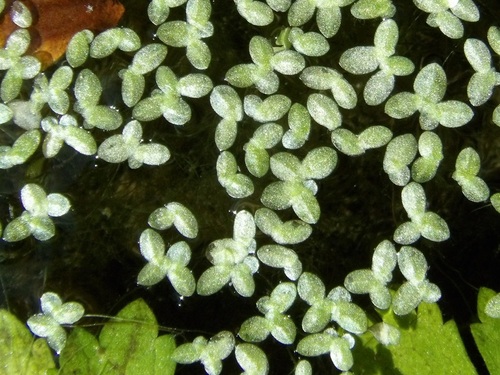 Lemna minuta iNat (2)