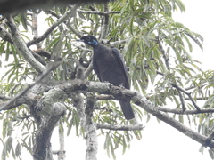 Gymnoderus foetidus