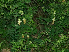 Lathyrus vestitus ochropetalus