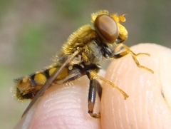 Parhelophilus obsoletus