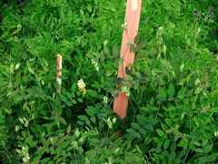 Lathyrus vestitus ochropetalus