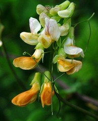 Lathyrus vestitus ochropetalus