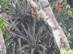 Aechmea zebrina