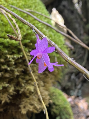 Dendrobium hasseltii, photograph 1