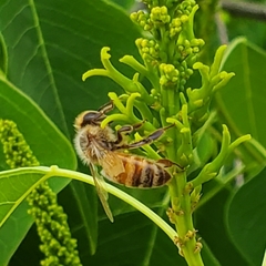 Apis mellifera