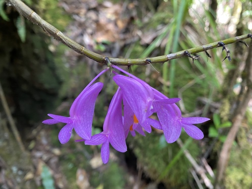 Dendrobium hasseltii, photograph 2