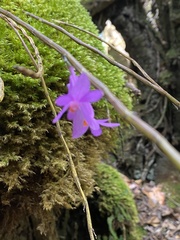 Dendrobium hasseltii, photograph (c) Katharine Khamhaengwong, some rights reserved (CC BY)