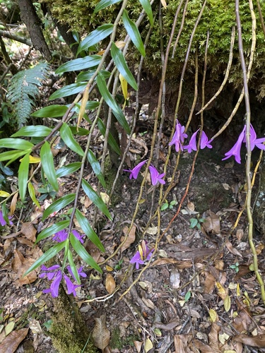 Dendrobium hasseltii, photograph 4