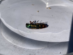 Buprestis rufipes