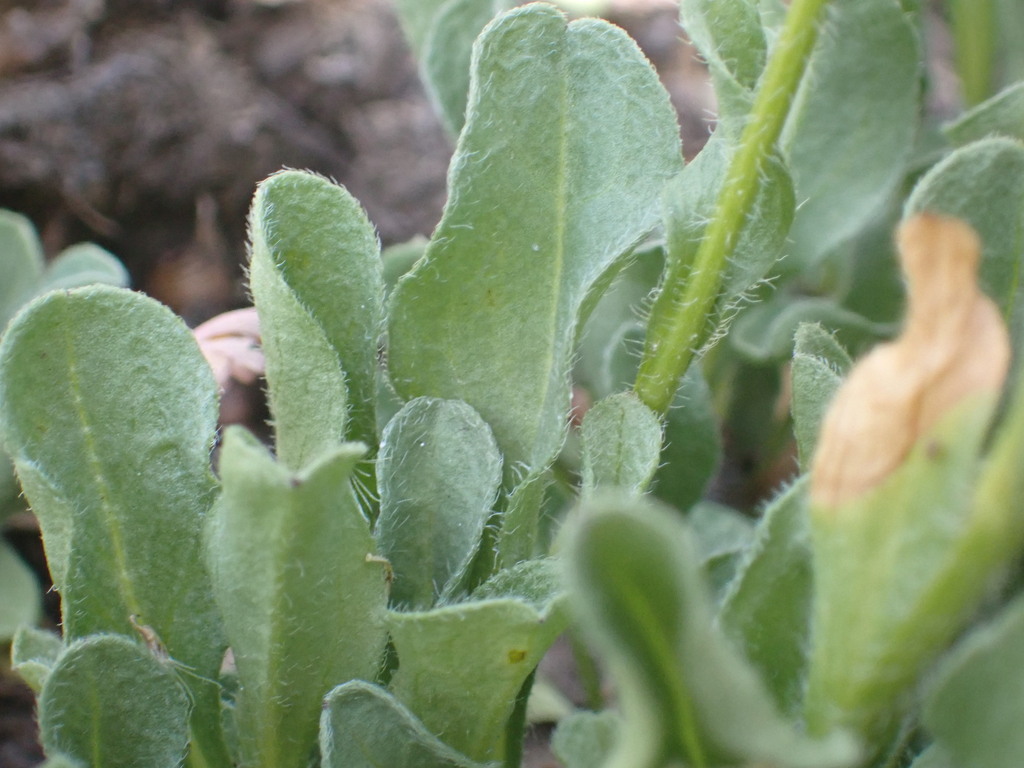 Erigeron flettii; photograph (c) elik03, some rights reserved (CC BY)