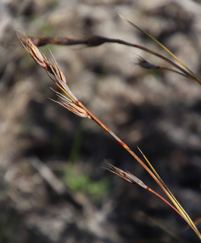 Image of Tetraria eximia by (c) Tony Rebelo, some rights reserved (CC BY-SA)