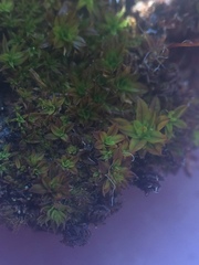 Syntrichia laevipila