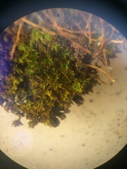 Syntrichia laevipila