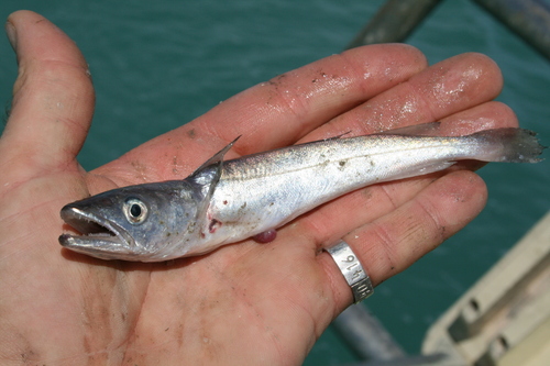 Blue whiting (Merluccius australis) — Merlucciidae — 2