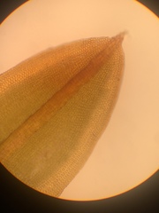 Syntrichia laevipila